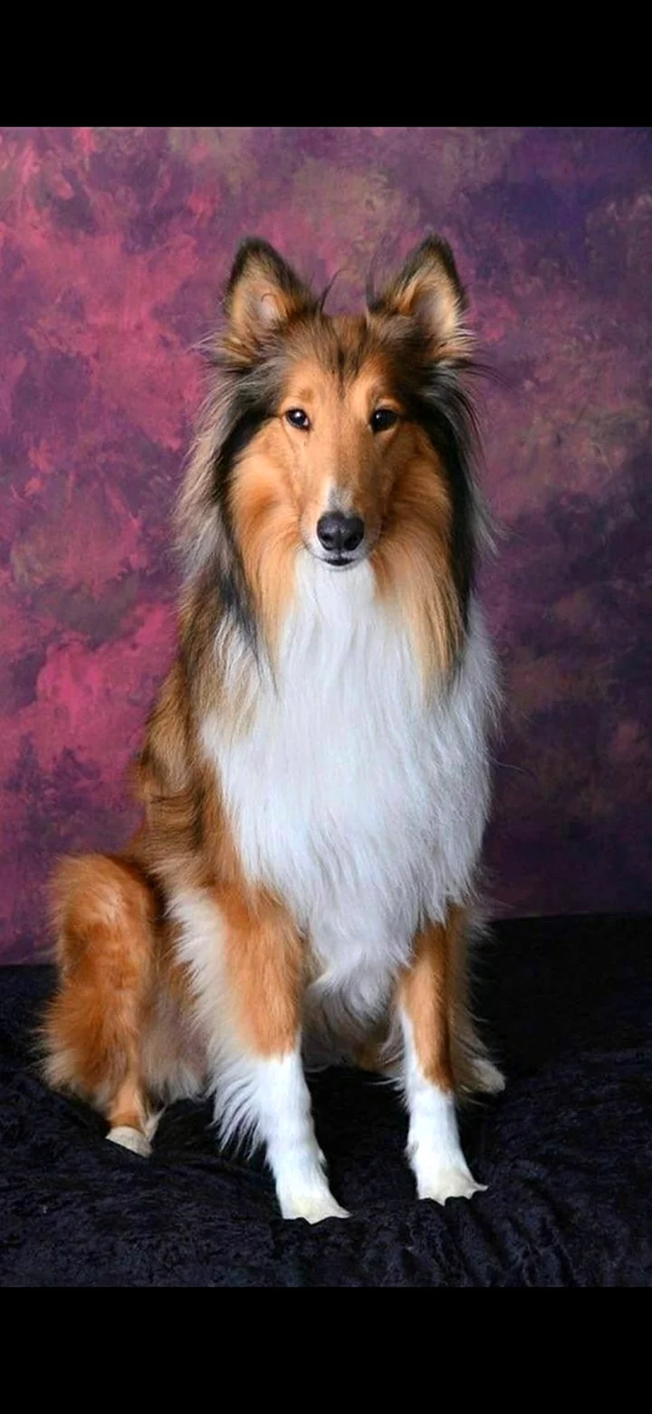 Колли собака