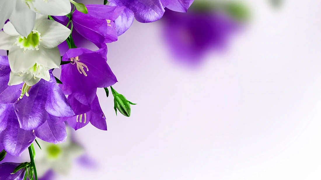 Колокольчик Кампанула Lilac