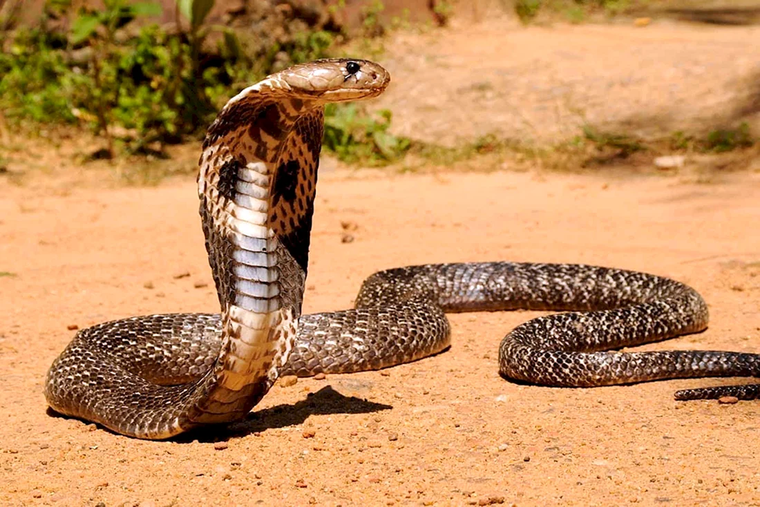 Змея проглотила пластиковую бутылку, а дальше было страшно: видео из Индии шокировало сеть