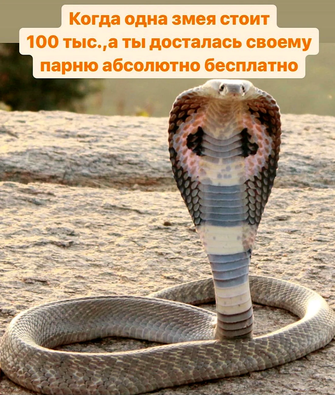Королевская Кобра гамадриад