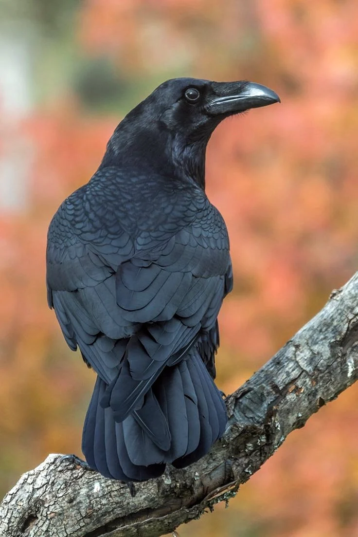 Корвус ворон