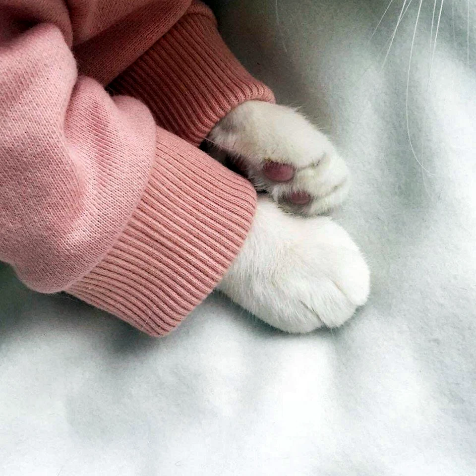 Кошачьи лапки Эстетика