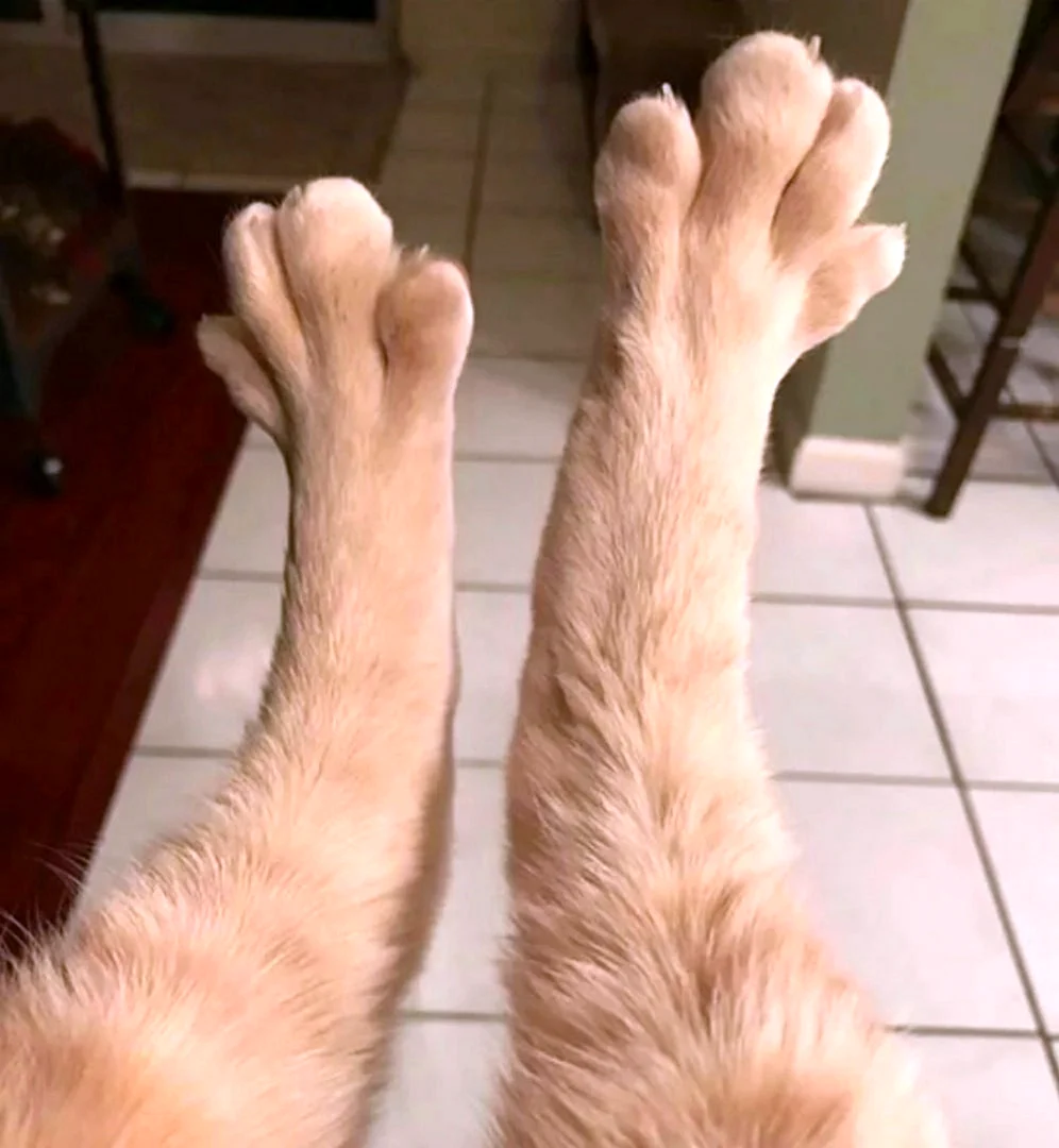 Кошачьи ноги