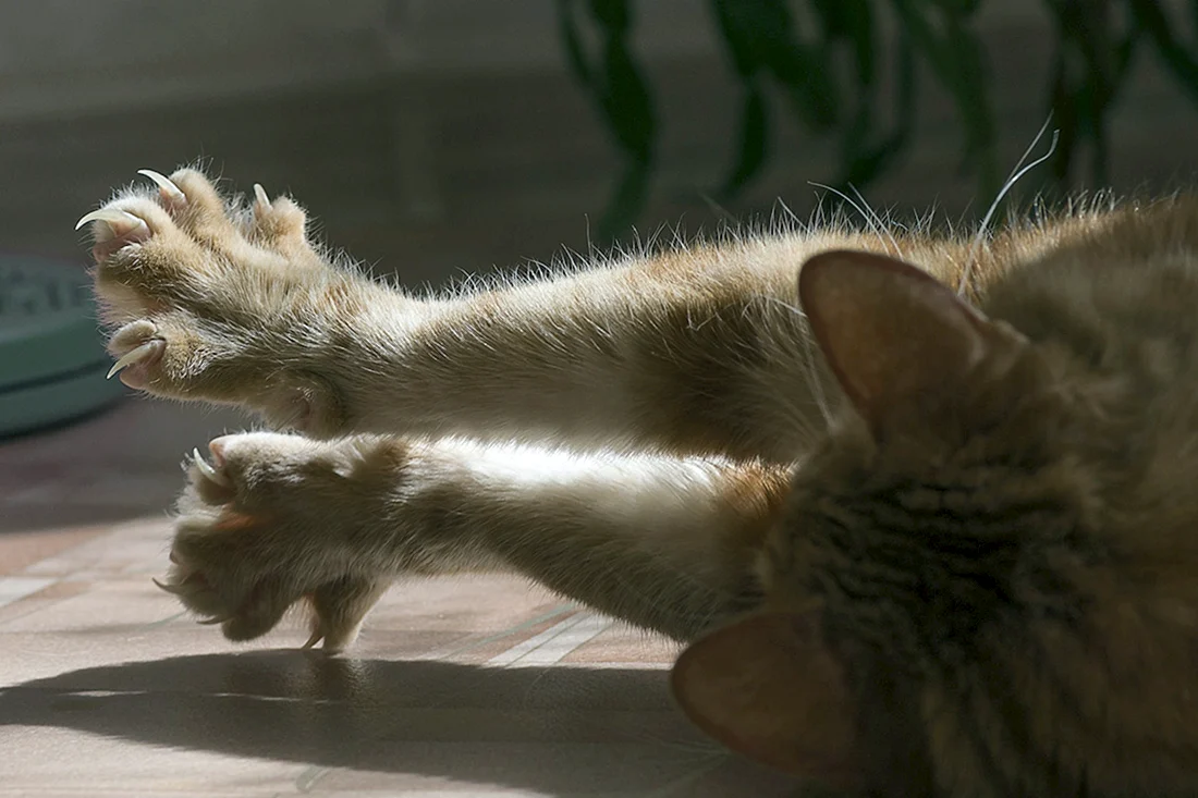 Кошачья лапа