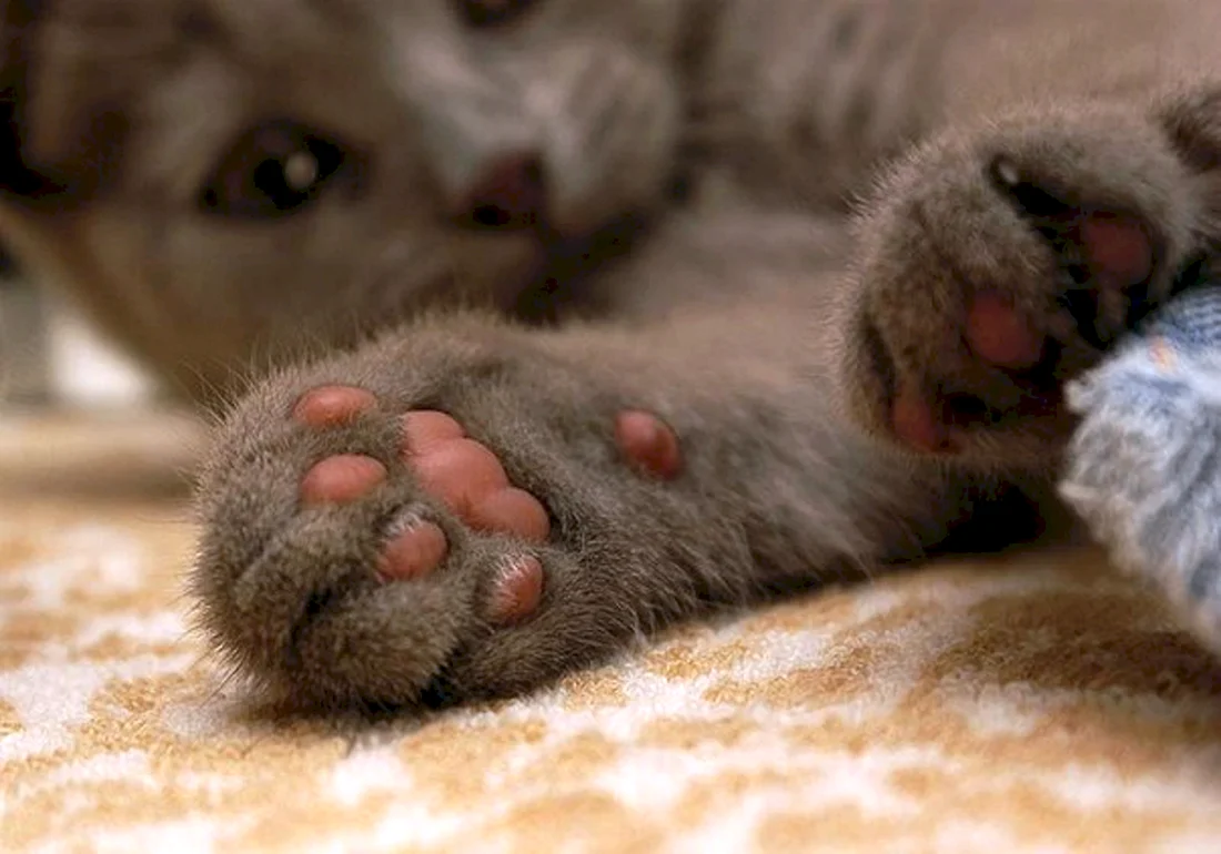 Кошачья лапка
