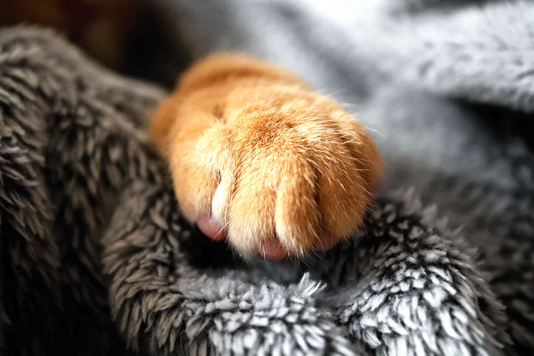 Кошачья лапка