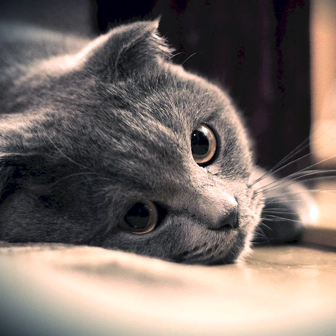 Кошечка грустит