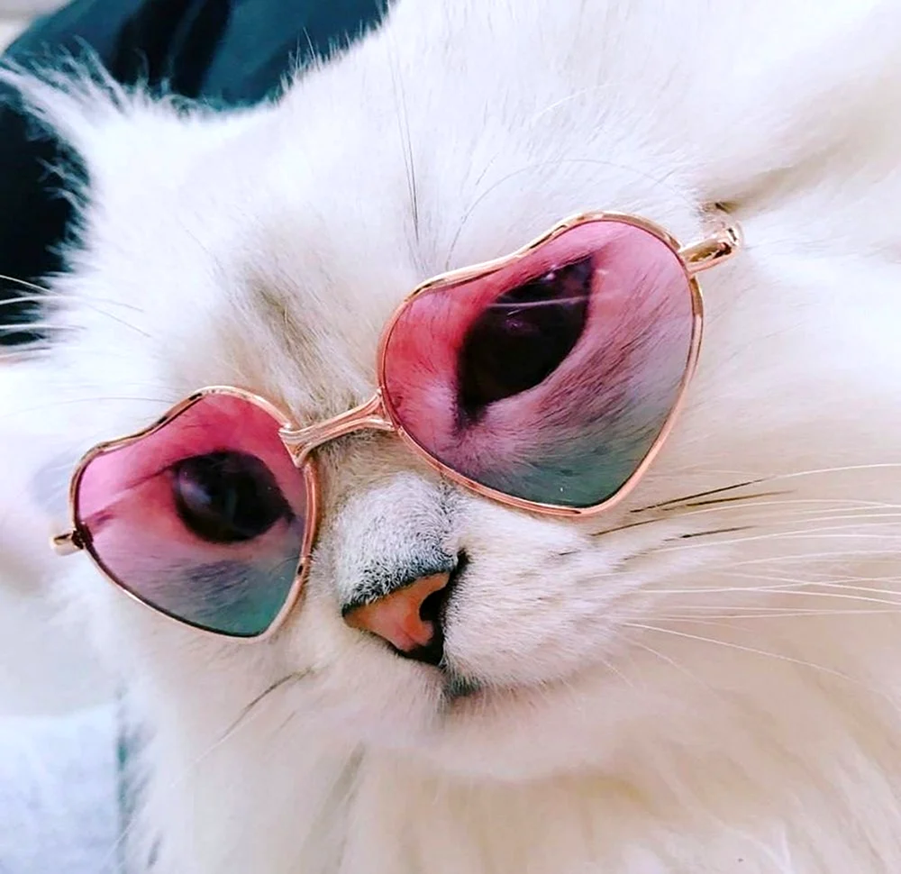 Кошечка в очках