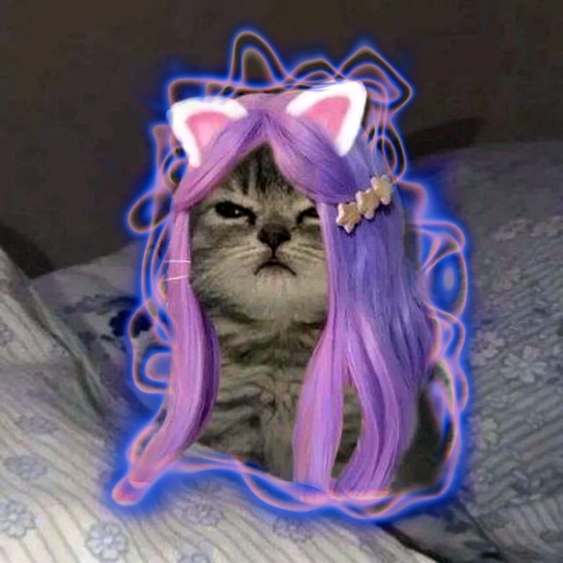 Кошка Лана 2022