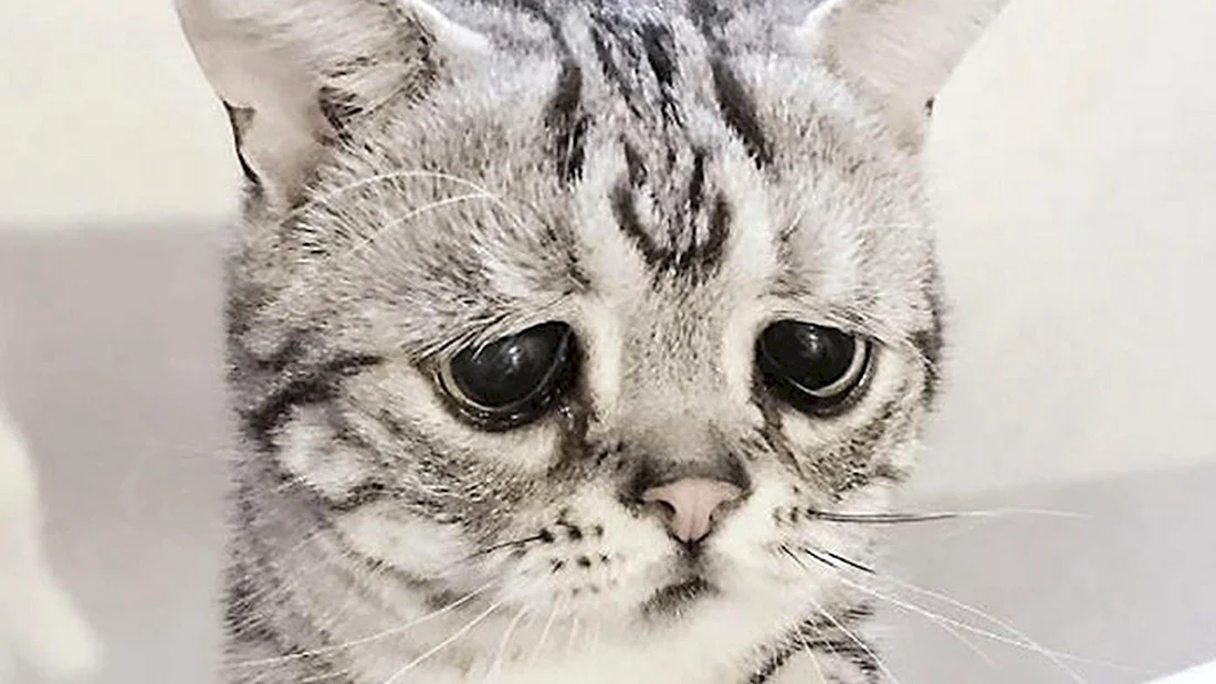 Кошка породы Луху