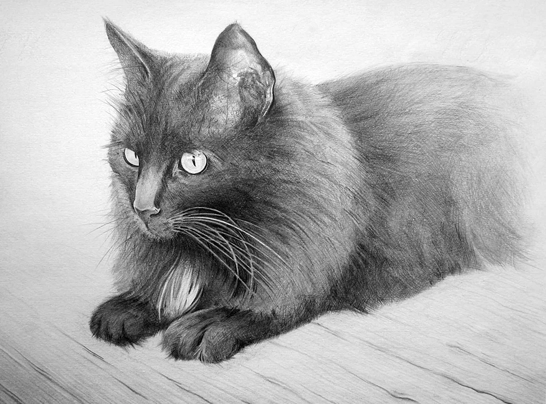 Кошка рисунок