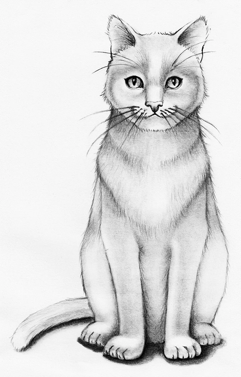 Кошка рисунок