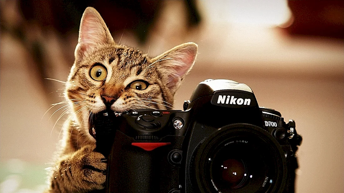 Кошка с фотоаппаратом