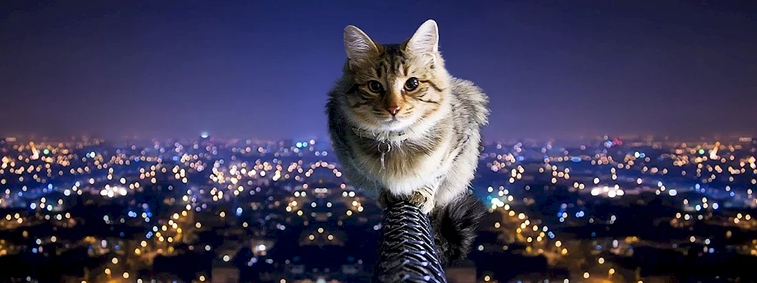Кошки
