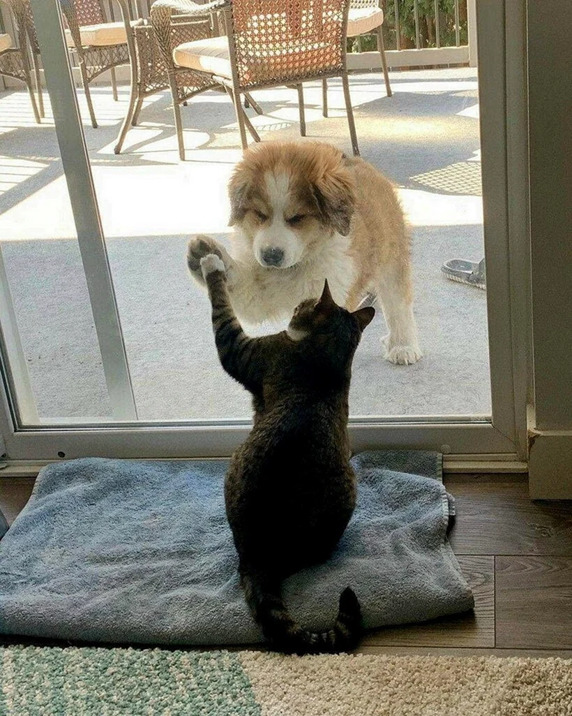 Кошки и собаки