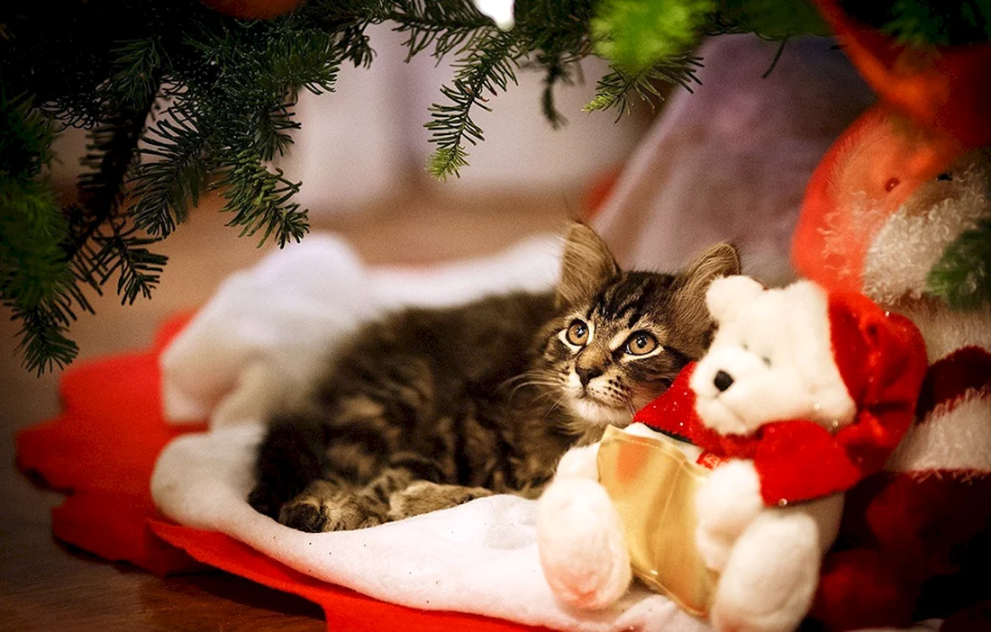 Кошки новый год
