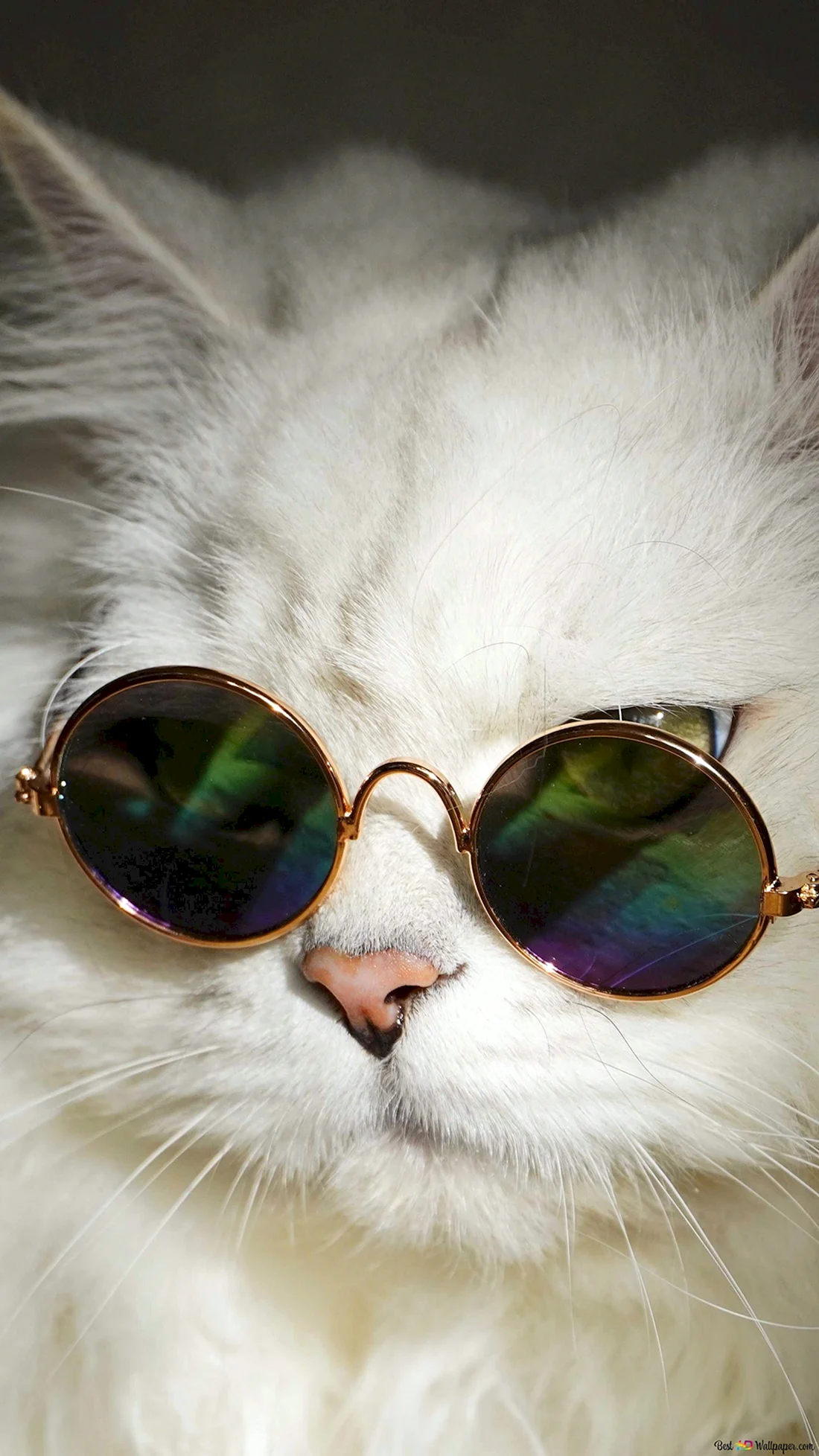 Кот