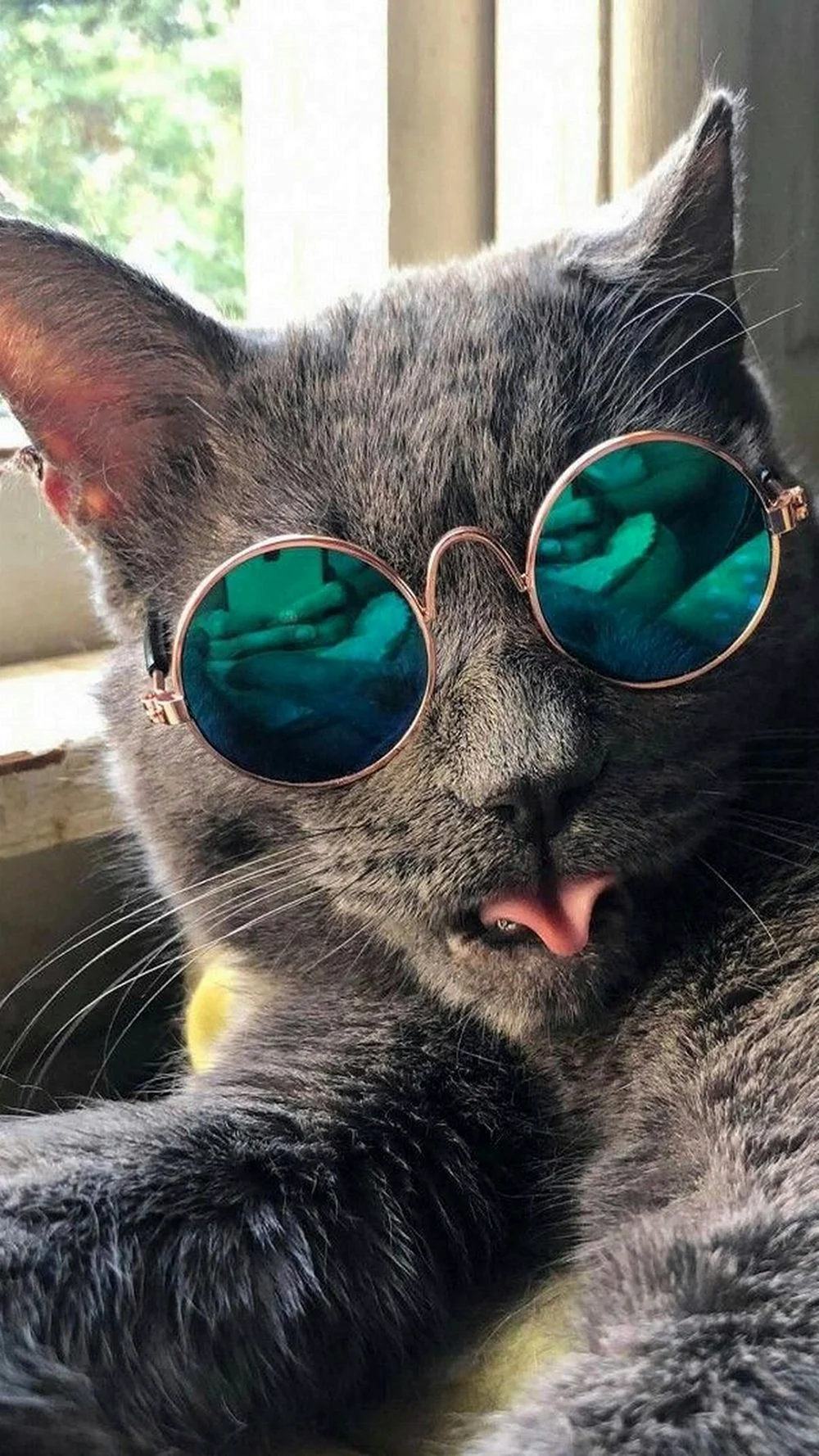 Кот
