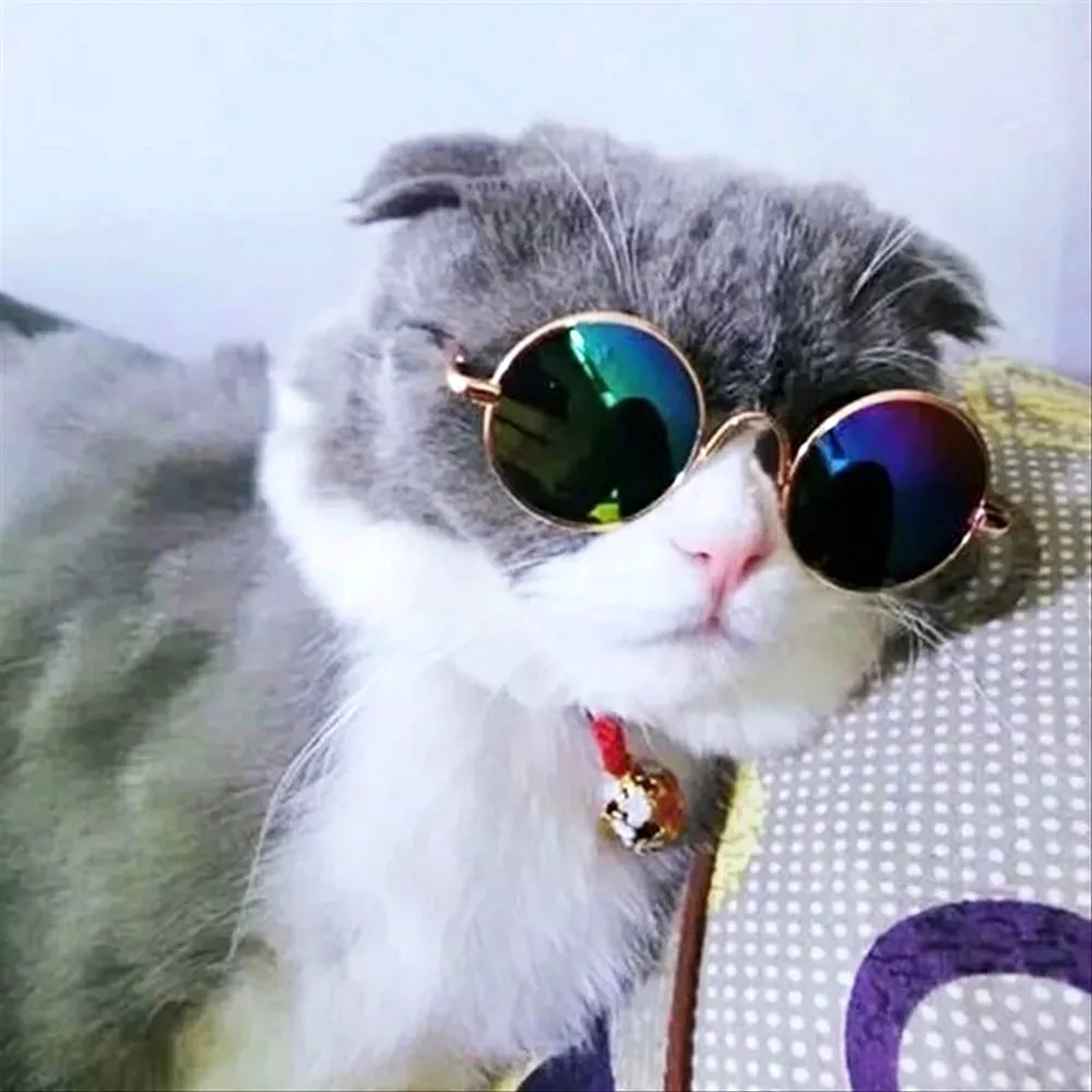 Кот