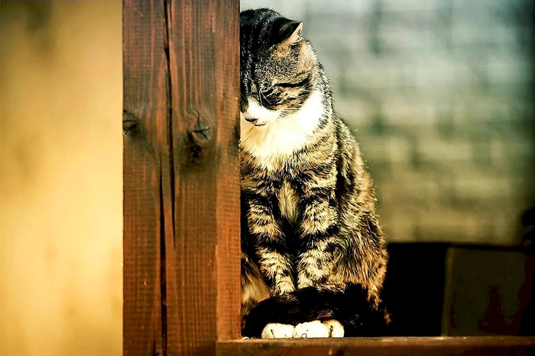 Кот грустит
