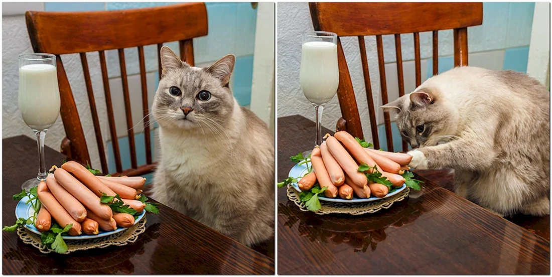 Кот и еда