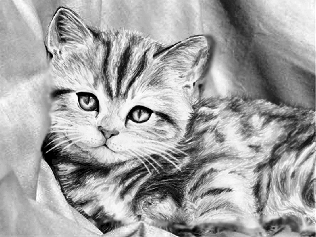 Кот карандашом