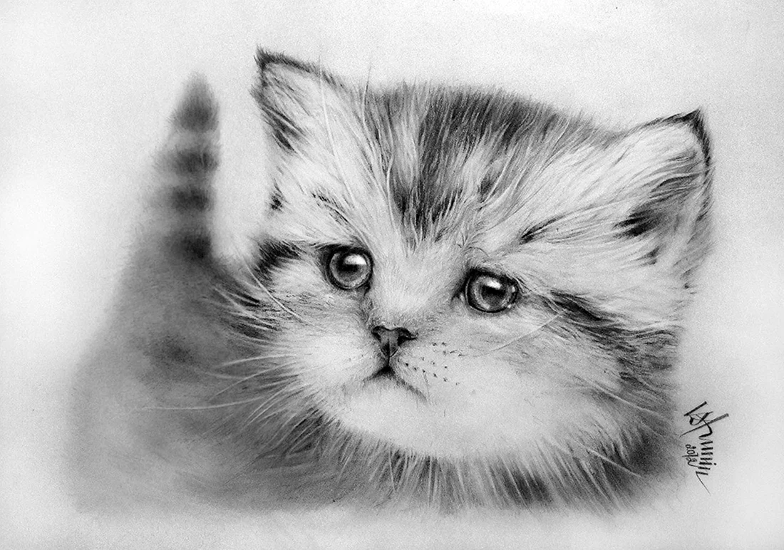 Кот карандашом