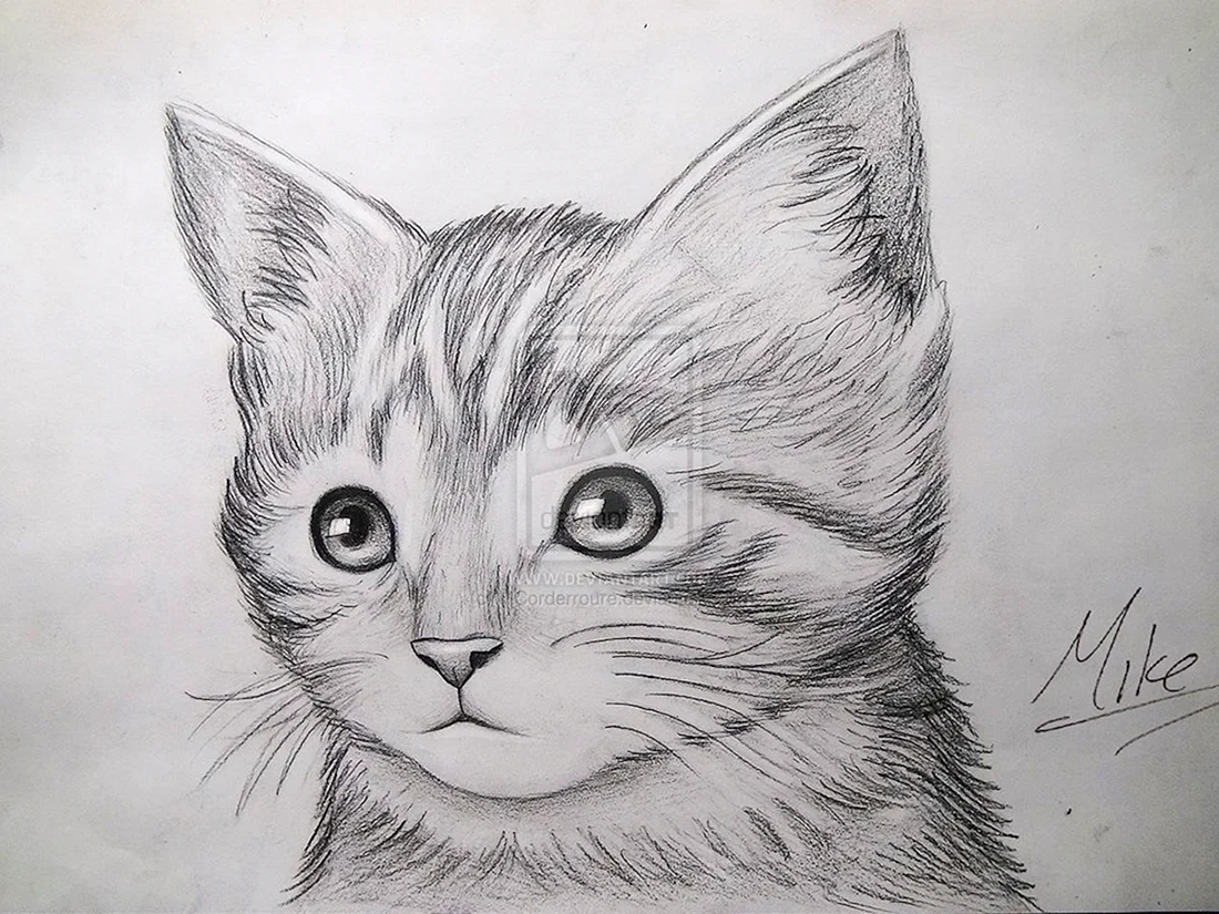 Кот карандашом