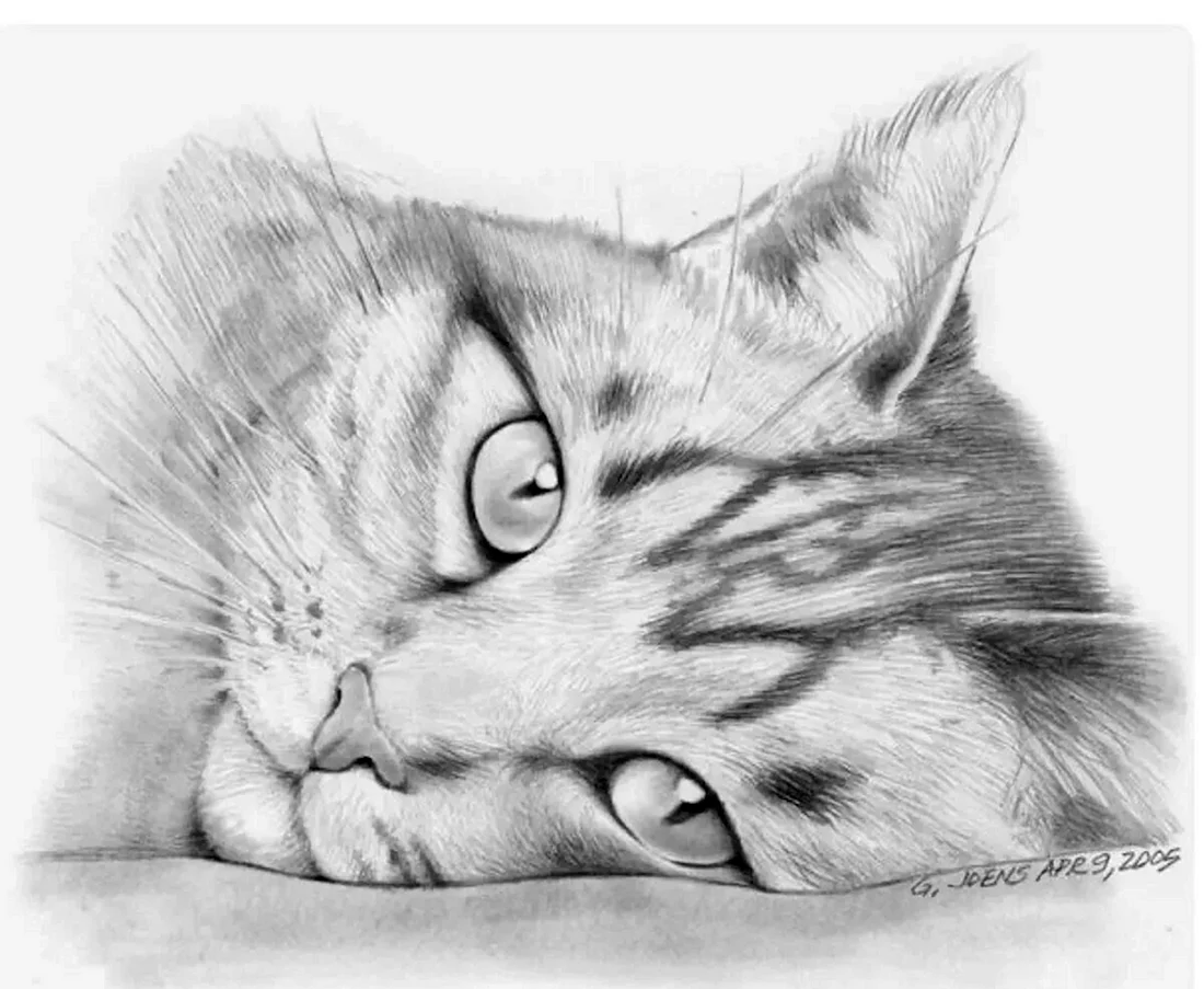 Кот карандашом