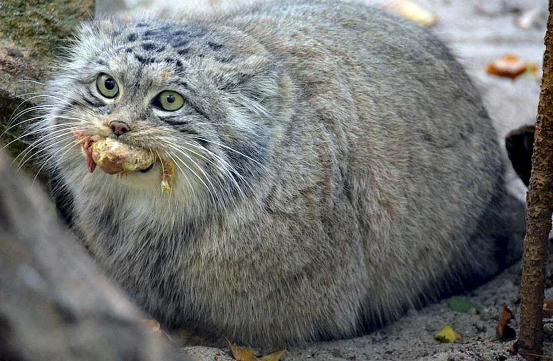 Кот Манул