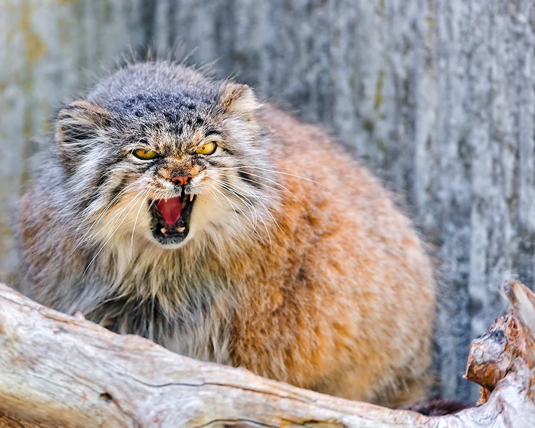 Кот Манул