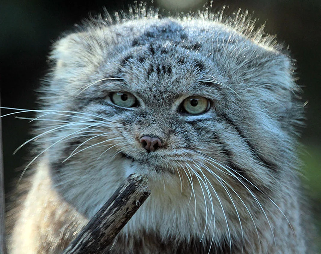 Кот Манул