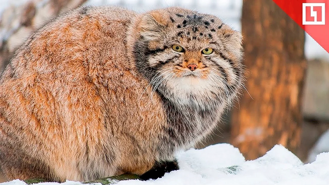 Кот Манул