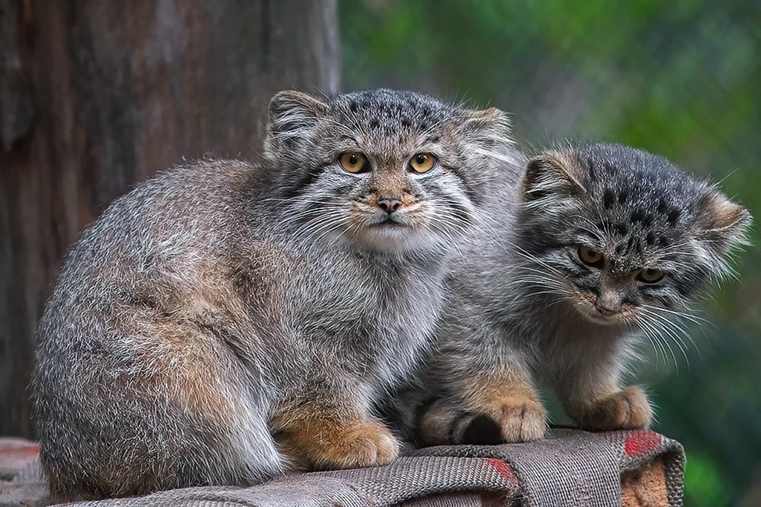 Кот Манул