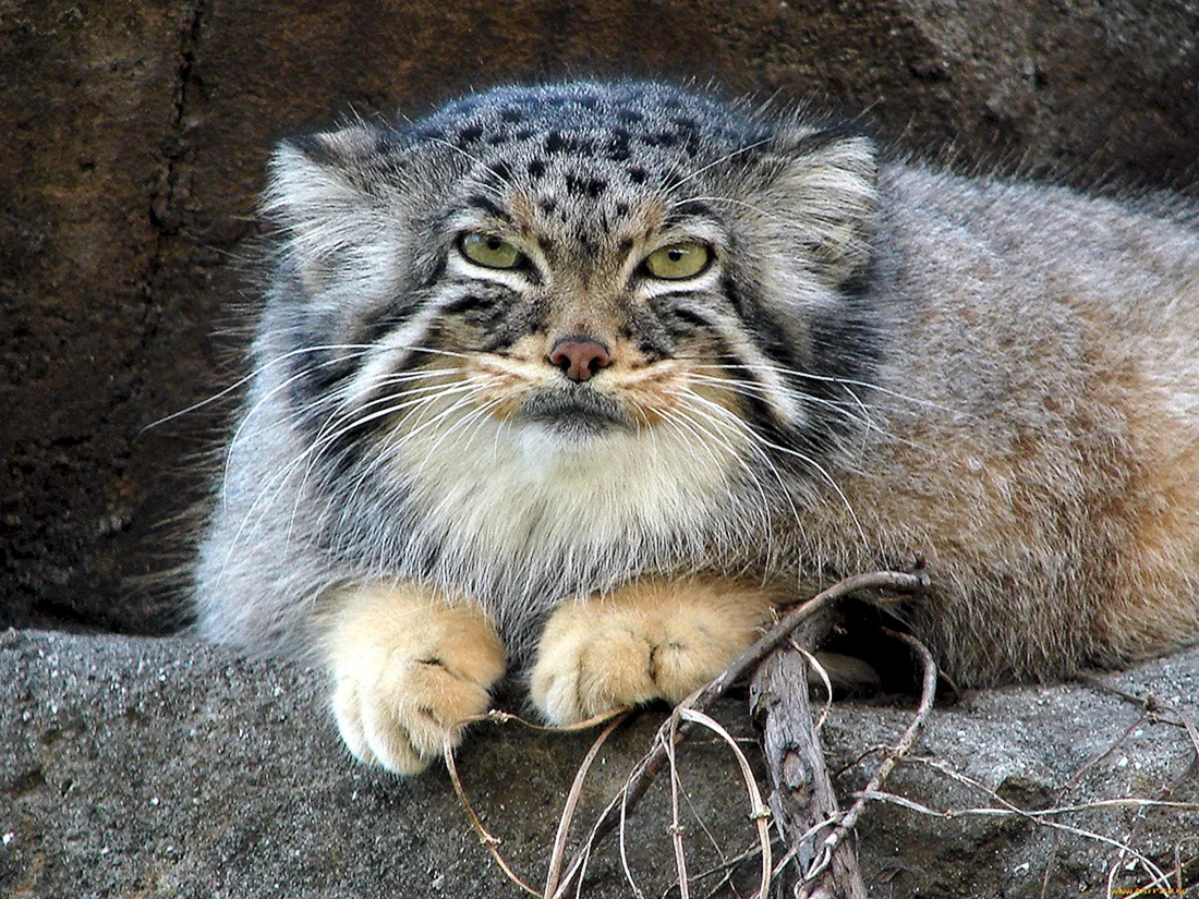 Кот Манул