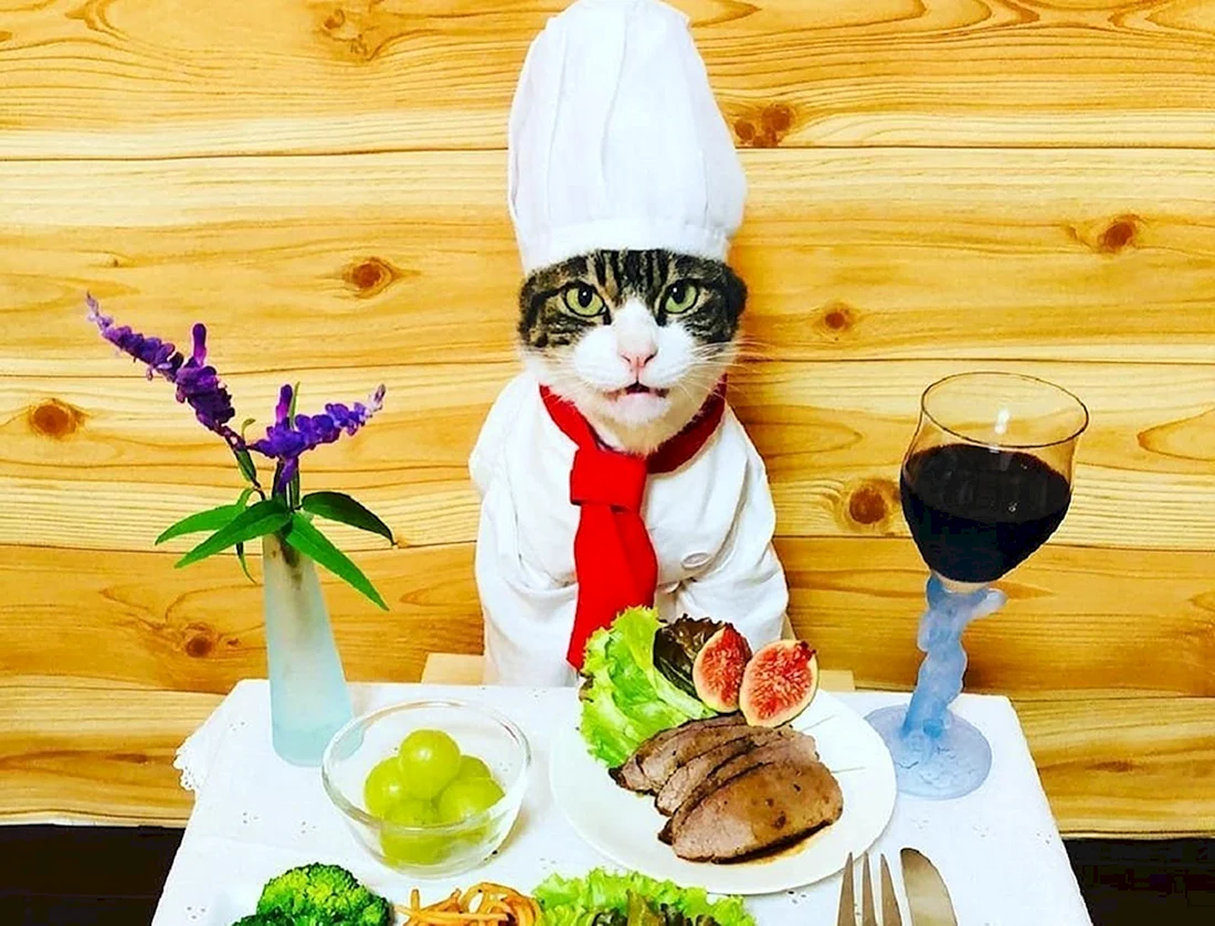Кот повар