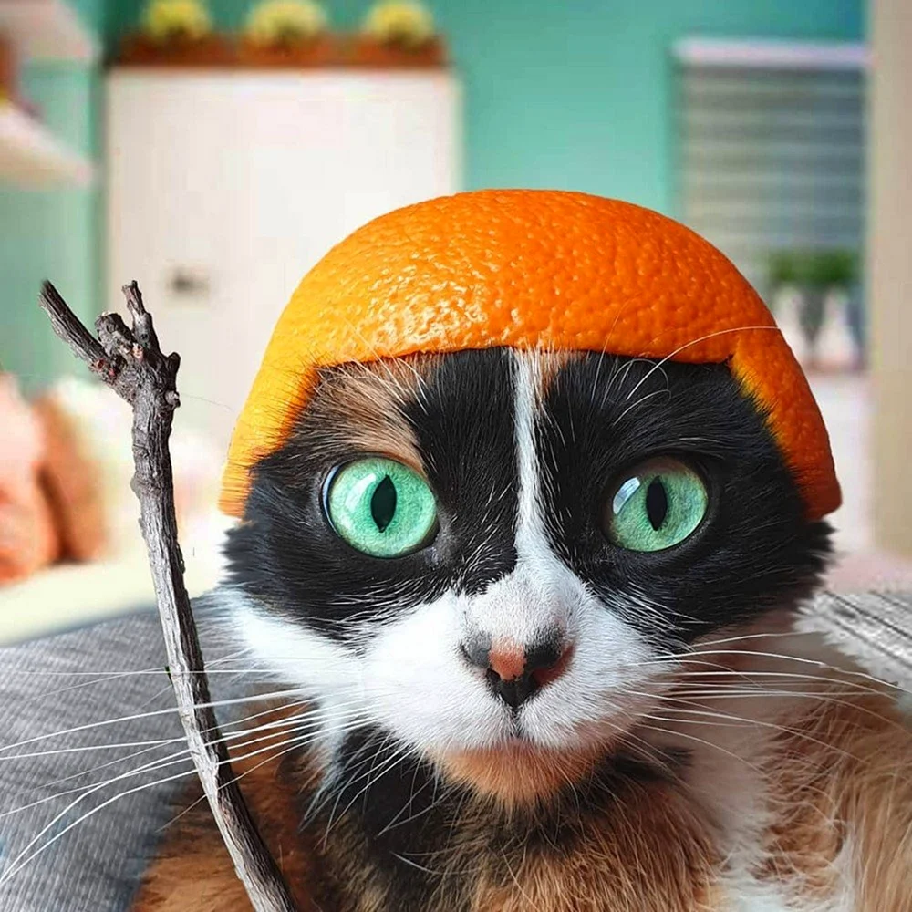 Кот с апельсином на голове