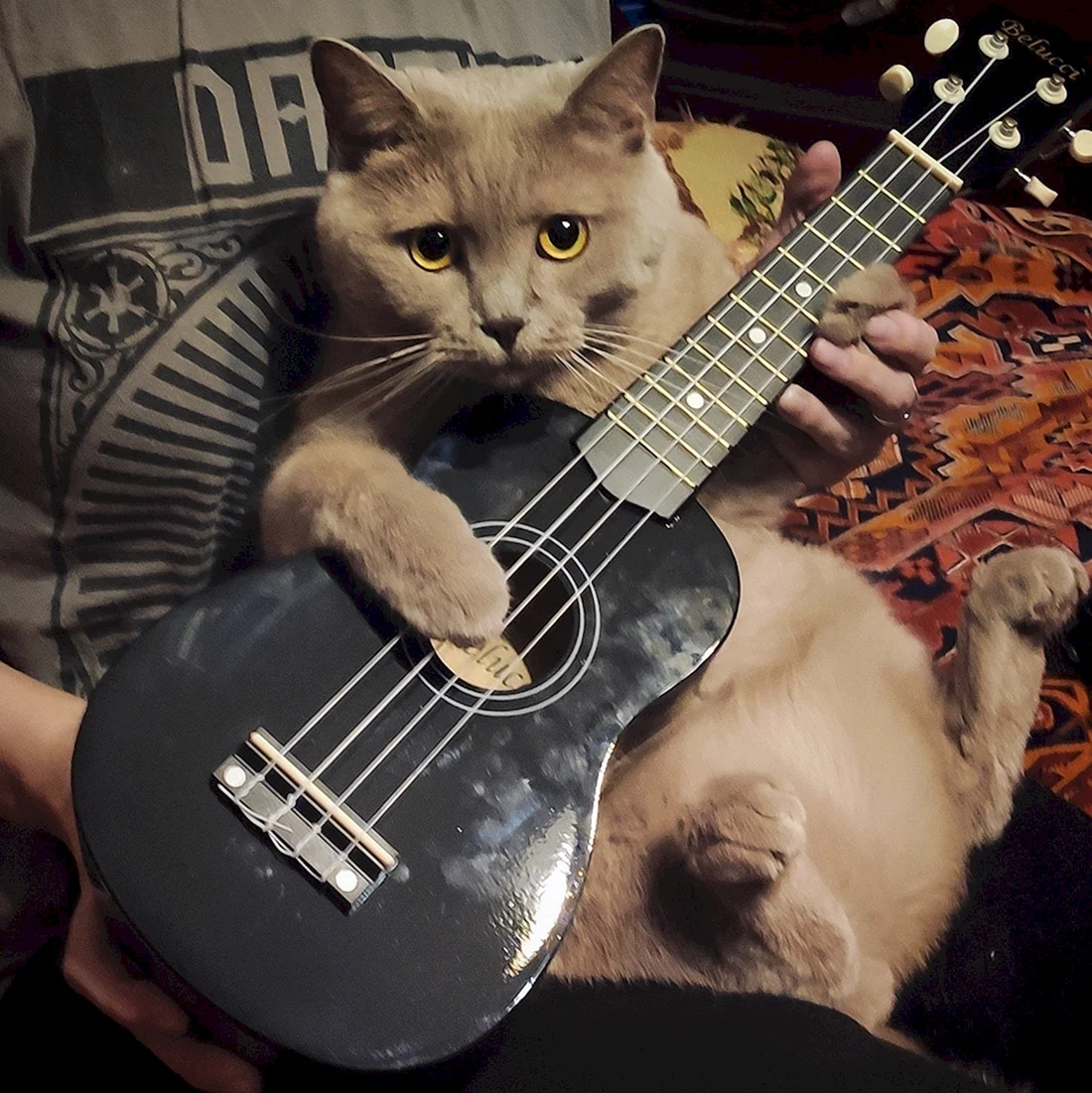 Кот с гитарой