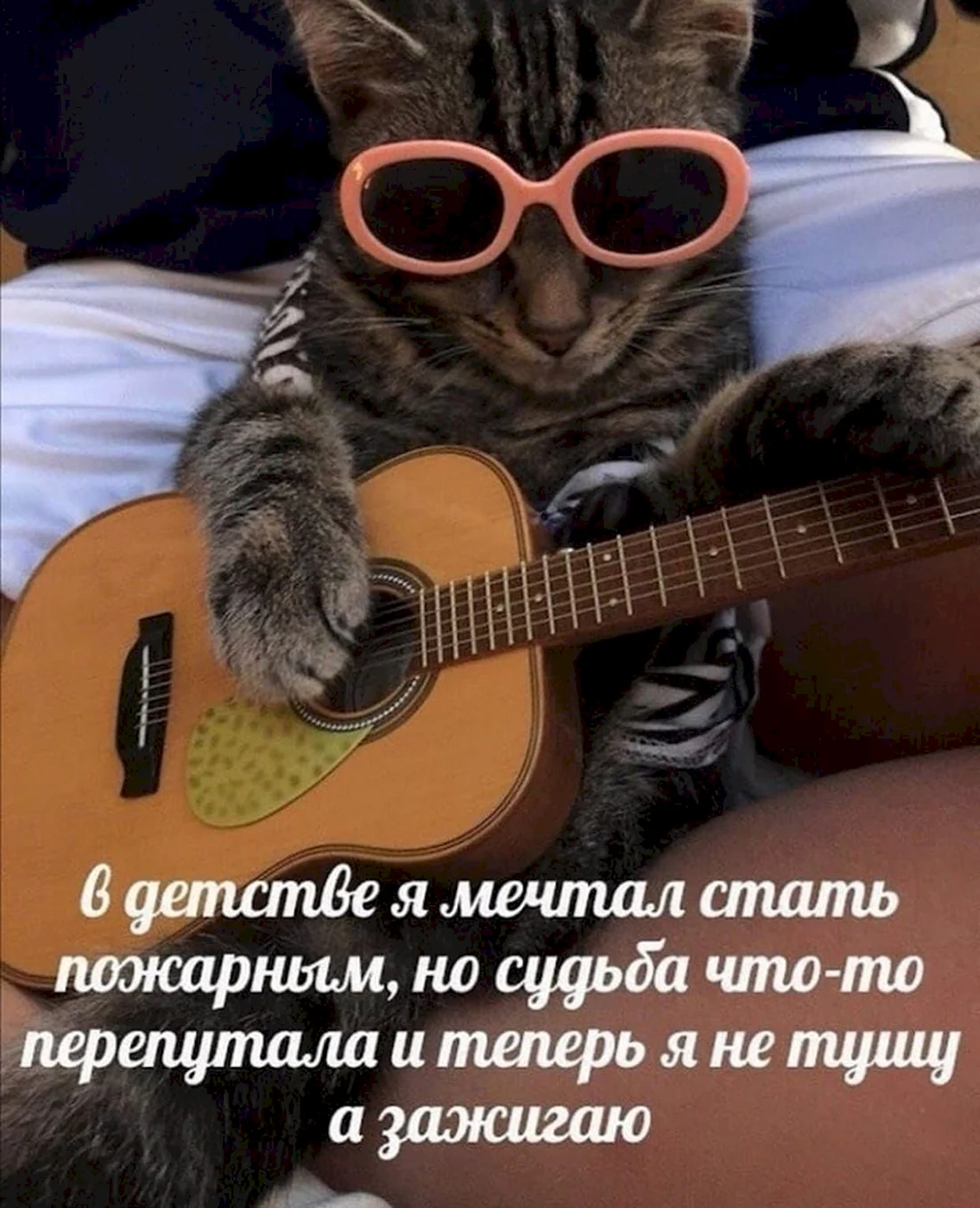 Кот с гитарой