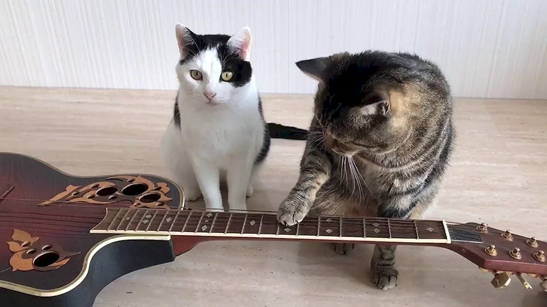 Кот с гитарой