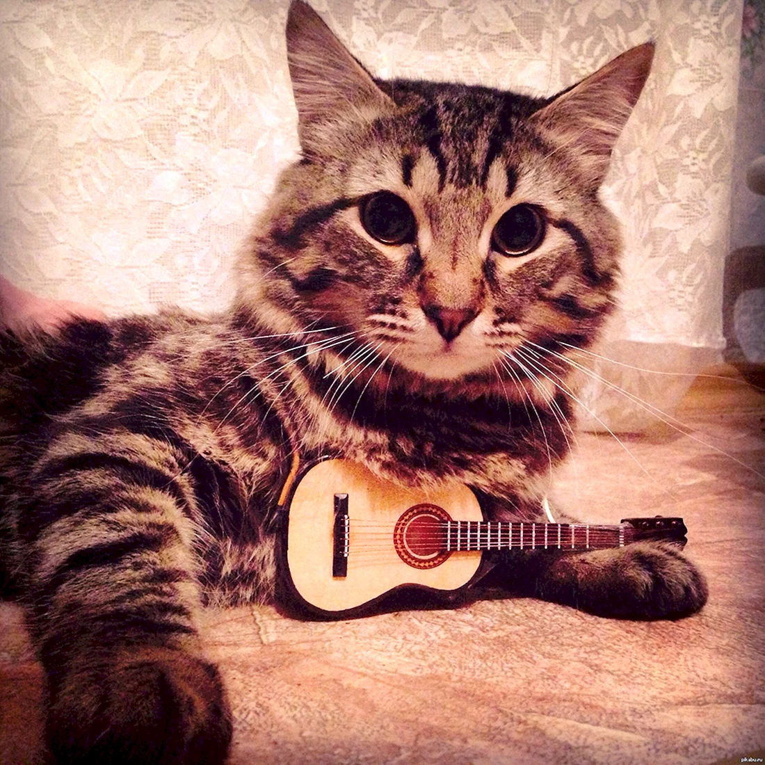 Кот с гитарой