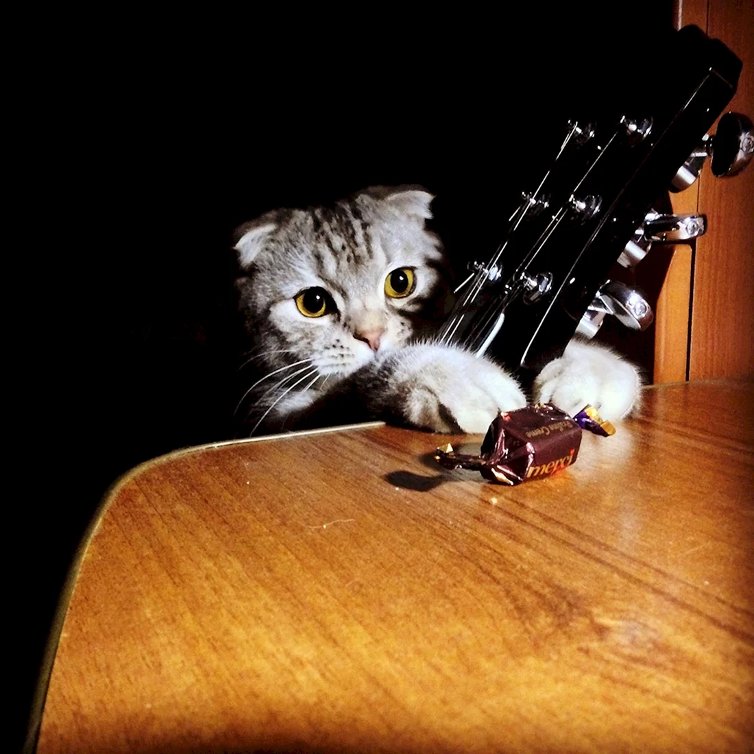 Кот с гитарой