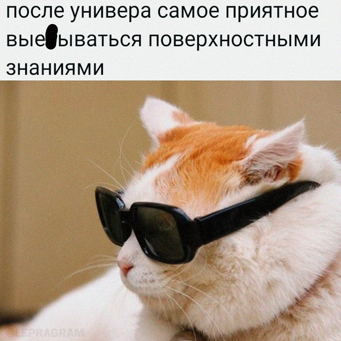 Кот в очках
