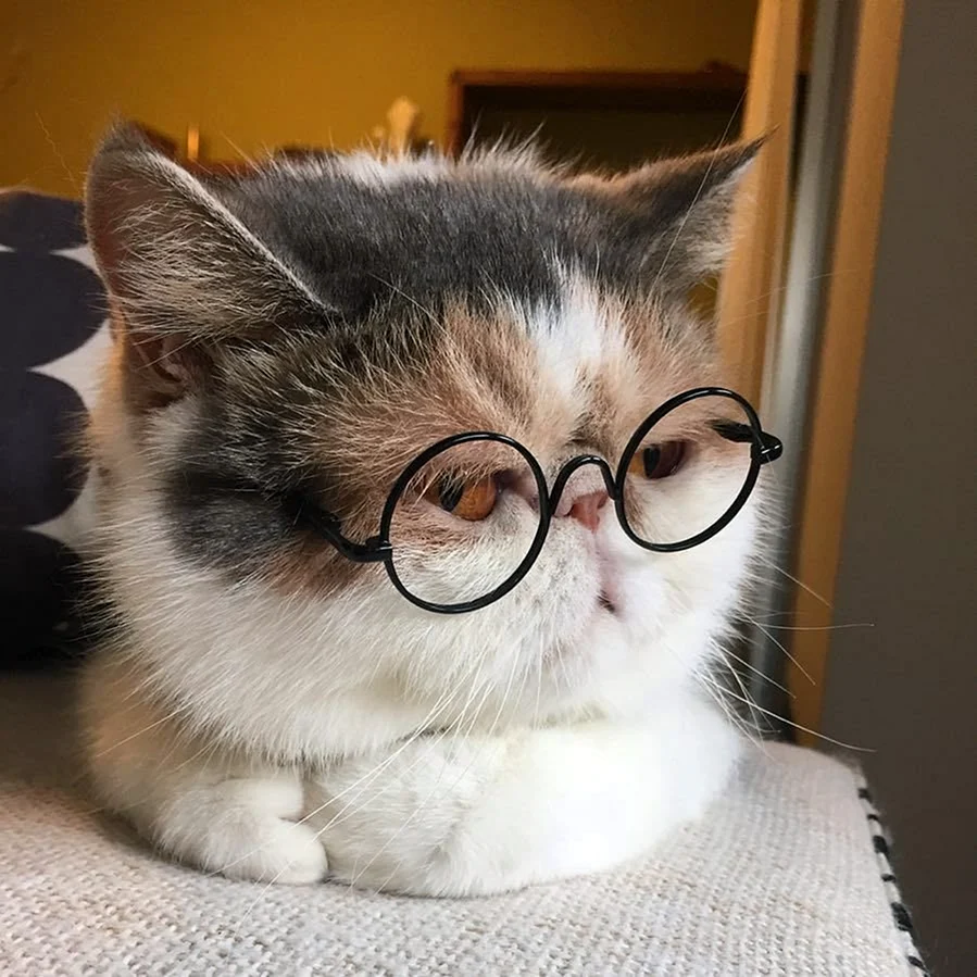 Кот в очках