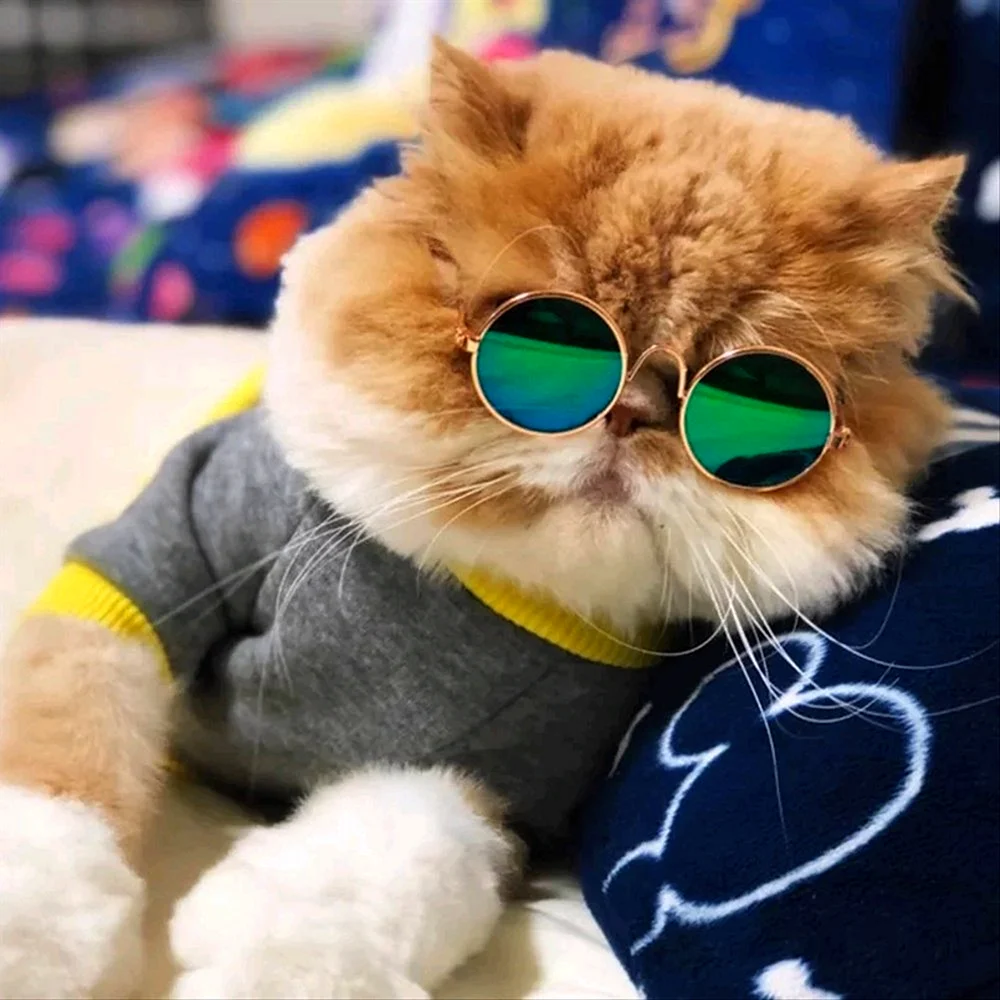 Кот в очках