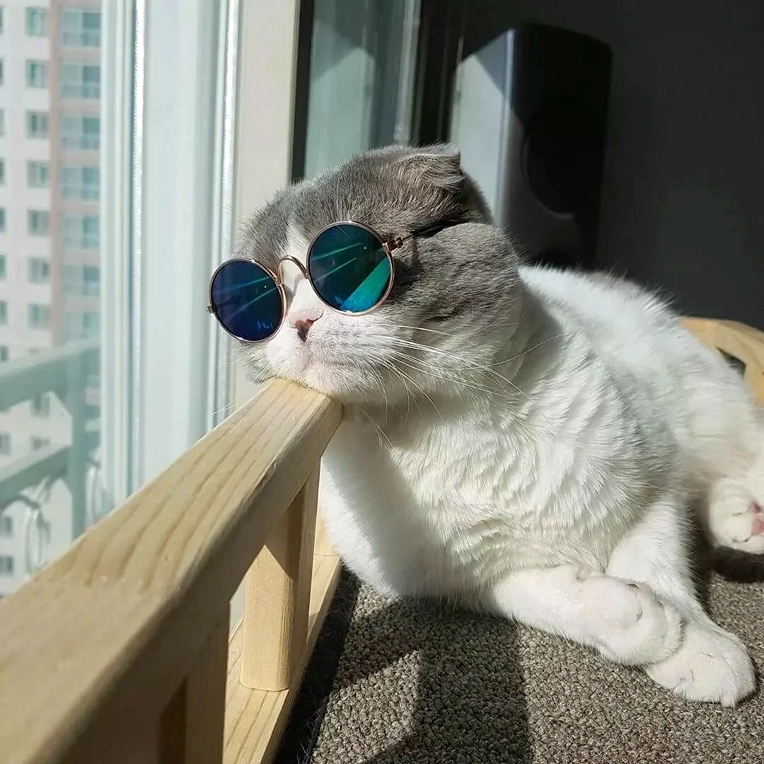 Кот в очках