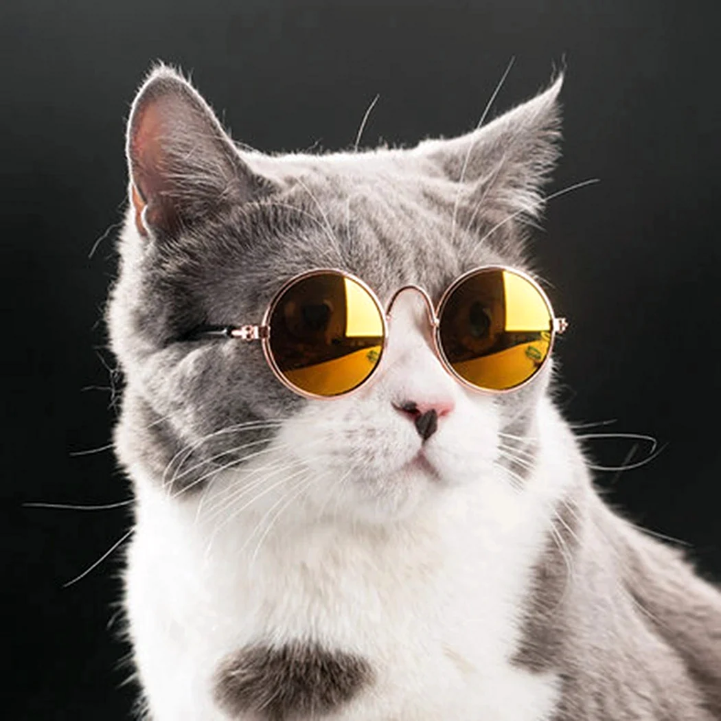 Кот в очках