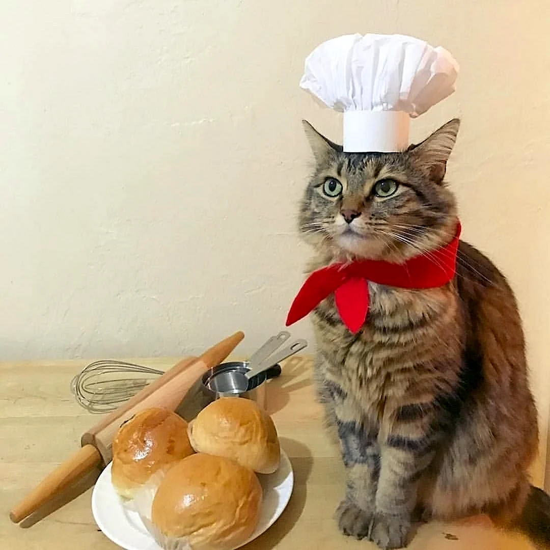 Кот в поварском колпаке