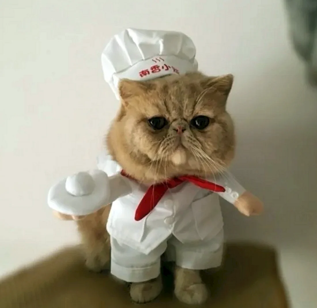 Кот в поварском колпаке