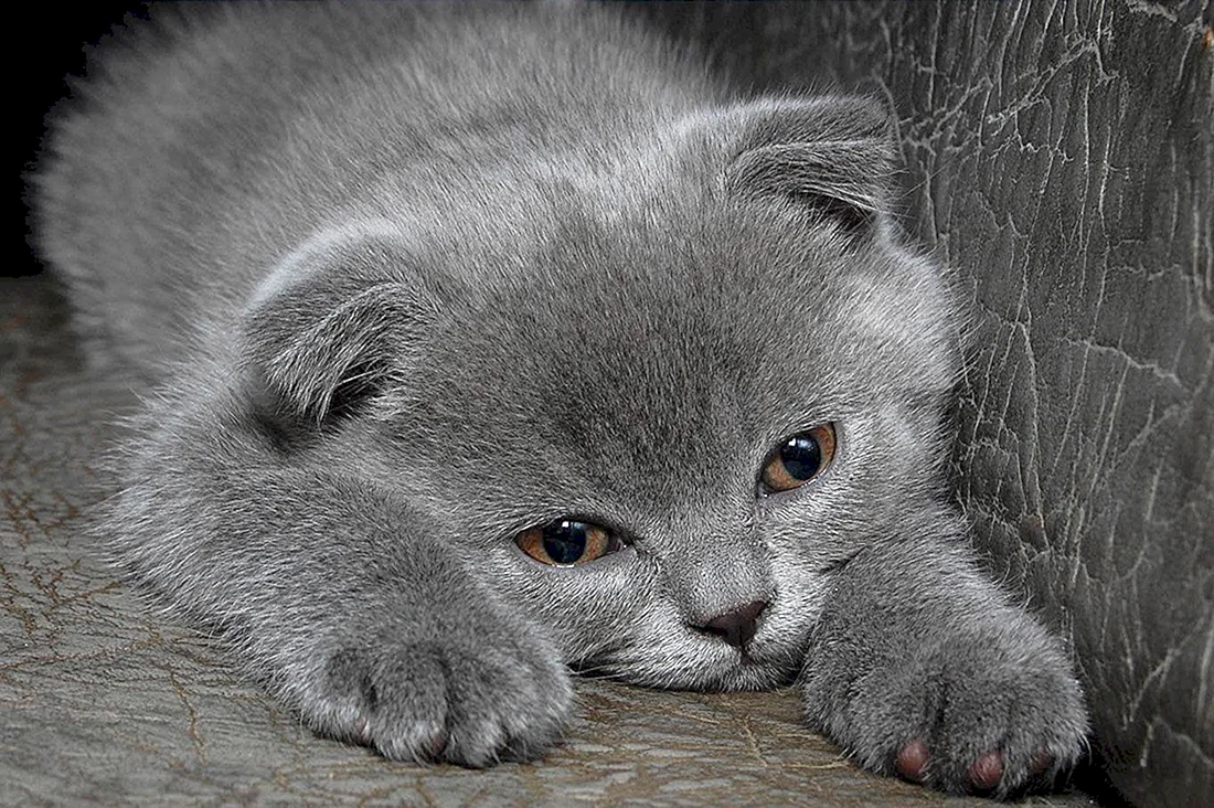 Котенок грустит